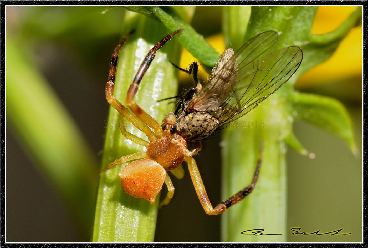 Thomisus onustus (maschio), con preda - Usini (SS)